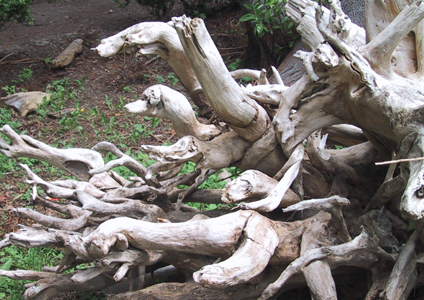 Tree roots, Gray's Harbor Washington, US.